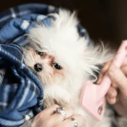 Dog groomer tip calculator — pet grooming gratuity guide